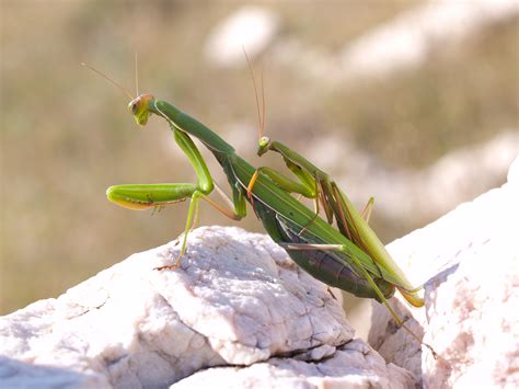 comment nourrir une mante religieuse|Débuter avec lélevage des mantes